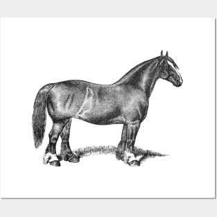 Draft Horse Mare Vintage Black & White Illustration Posters and Art